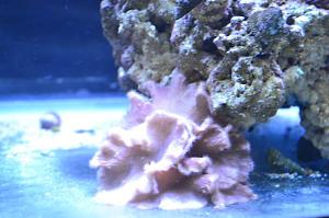 Cabage Coral