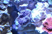 Purple Encrusting Monti Thumbnail