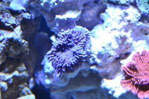 Purple Encrusting Montipora