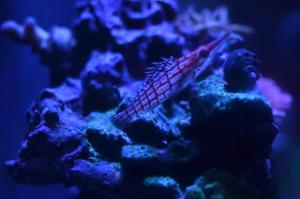 Hawkfish Sept 28, 2015