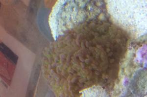 Frog Spawn Thumbnail