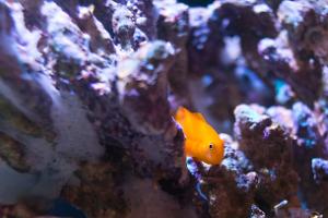 Clown Goby Yellow Thumbnail