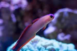 Purple Firefish Thumbnail