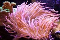 Rose Bulb Anemone Thumbnail