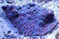 Aussie War Coral Thumbnail