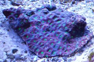 Aussie War Coral Thumbnail