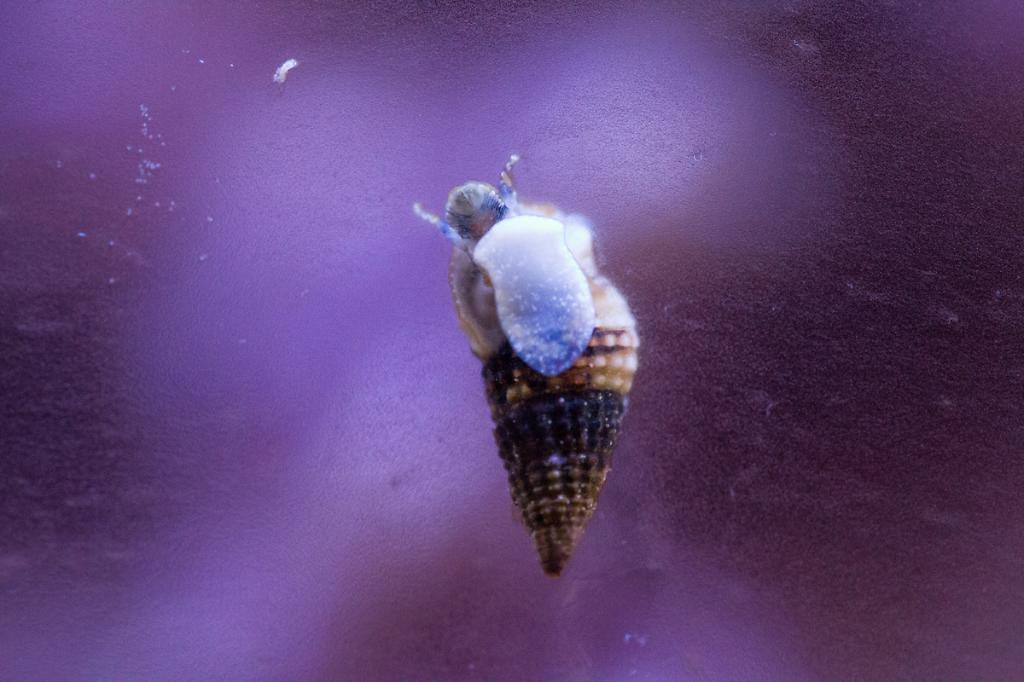 Dwarf Cerith Snail / Cerithium sp Dwarf Cerith Snail 146