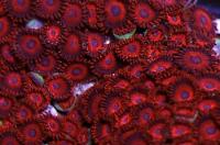 Assorted Zoas Thumbnail