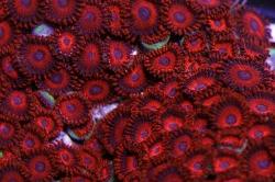 Assorted Zoas Thumbnail