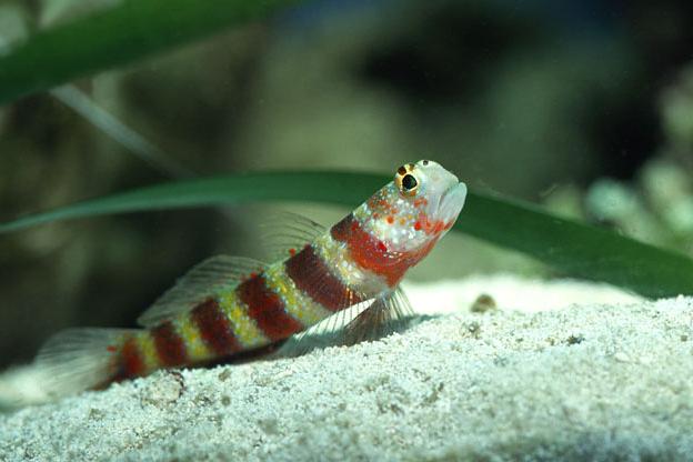 Wheeler's Shrimp Goby / Amblyeleotris wheeleri 59