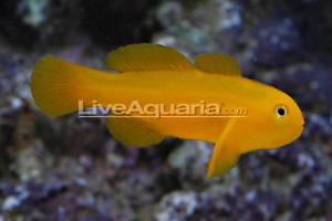 Clown Goby Yellow Thumbnail