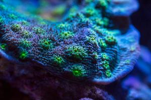 Hollywood Stunner Chalice Coral Thumbnail