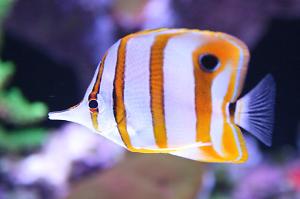 Copperband Butterflyfish Thumbnail