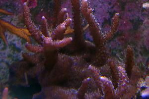 Pink Horizon Acropora millepora Thumbnail