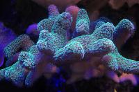 Pink Green Stylopora Thumbnail