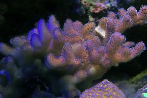 Pink Stylophora Coral Thumbnail