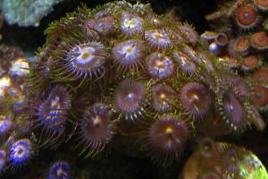 Morning Glory Zoa Thumbnail