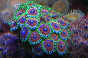 Eagle Eye (Zoanthid) Thumbnail