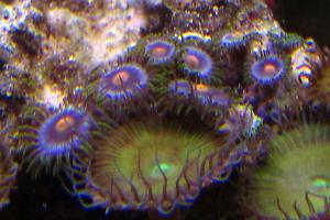 bluberry fields Zoas Thumbnail