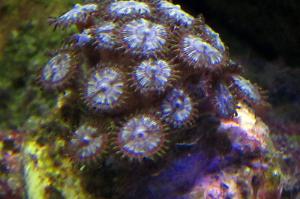 Yellow face Zoas Thumbnail