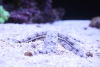 Sand Sifting Sea Star Thumbnail