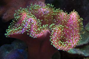 Green Toadstool Mushroom Leather Coral Thumbnail