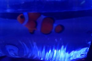 Ocellaris Clownfish Thumbnail