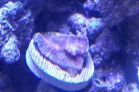 Chalice Coral Thumbnail