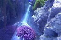 Rose Sea Urchin Thumbnail