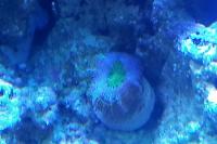 Acan Green Thumbnail