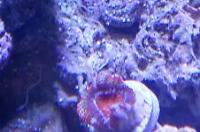 Acan Red Thumbnail