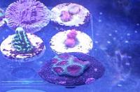 Miscellaneous Coral Thumbnail