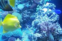 Yellow Tang Thumbnail