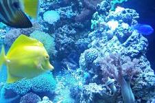 Yellow Tang