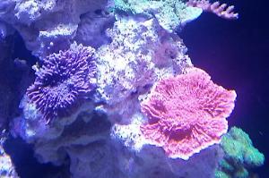 Purple montipora digitata Thumbnail