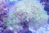 Frogspawn Coral - Branched Thumbnail