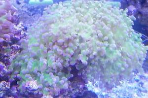 Frogspawn Coral - Branched Thumbnail