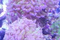 Hammer Anchor Coral Branching Green and Purple Thumbnail