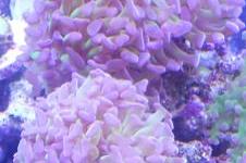 Hammer / Anchor Coral, Branching Green and Purple