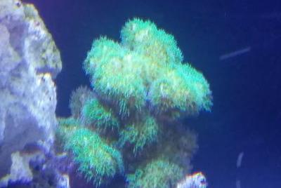 Green Montipora digitata