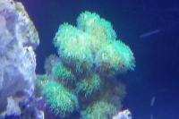 Green Montipora digitata Thumbnail