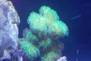 Green Montipora digitata