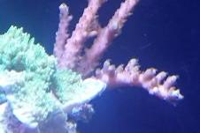 Neon Green Acropora