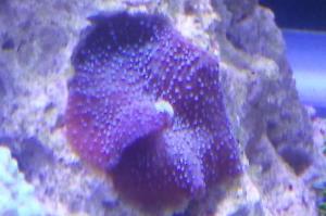 Mushroom Coral Purple Thumbnail