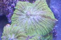 Mushroom Coral Green Thumbnail