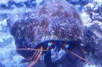 Hermit Crab Thumbnail