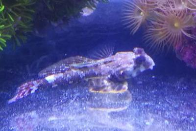 Scooter Blenny