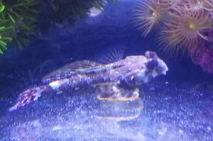 Scooter Blenny Thumbnail