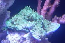 Green Plating Montipora