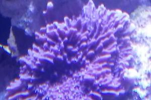 Purple Plating Montipora